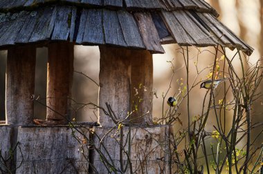 Two tits (Parus major) sit on the branches of a rose  near a wooden feeder on a spring day