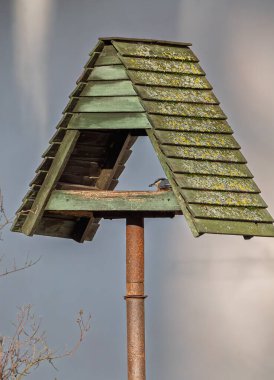 Besleyicide Avrasya tımarhanesi (Sitta europaea) kuşu