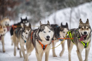 DESTNE, CZECH REPUBLIC - 23 Ocak 2025: Sedivacek 'in kışın dağ manzarasında uzun kızak yarışı. Husky kızak köpek yarışı. Kış köpeği kızak takımı yarışması. 