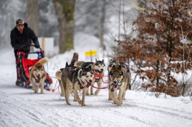 DESTNE, CZECH REPUBLIC - 23 Ocak 2025: Sedivacek 'in kışın dağ manzarasında uzun kızak yarışı. Husky kızak köpek yarışı. Kış köpeği kızak takımı yarışması. 