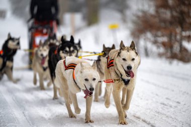 DESTNE, CZECH REPUBLIC - 23 Ocak 2025: Sedivacek 'in kışın dağ manzarasında uzun kızak yarışı. Husky kızak köpek yarışı. Kış köpeği kızak takımı yarışması. 