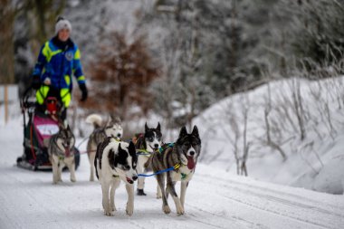 DESTNE, CZECH REPUBLIC - 23 Ocak 2025: Sedivacek 'in kışın dağ manzarasında uzun kızak yarışı. Husky kızak köpek yarışı. Kış köpeği kızak takımı yarışması. 