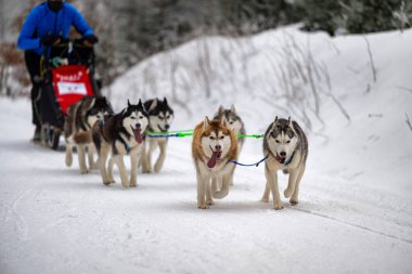 DESTNE, CZECH REPUBLIC - 23 Ocak 2025: Sedivacek 'in kışın dağ manzarasında uzun kızak yarışı. Husky kızak köpek yarışı. Kış köpeği kızak takımı yarışması. 