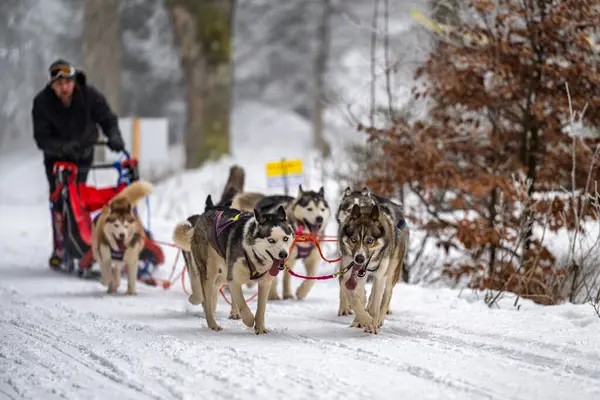 DESTNE, CZECH REPUBLIC - 23 Ocak 2025: Sedivacek 'in kışın dağ manzarasında uzun kızak yarışı. Husky kızak köpek yarışı. Kış köpeği kızak takımı yarışması. 