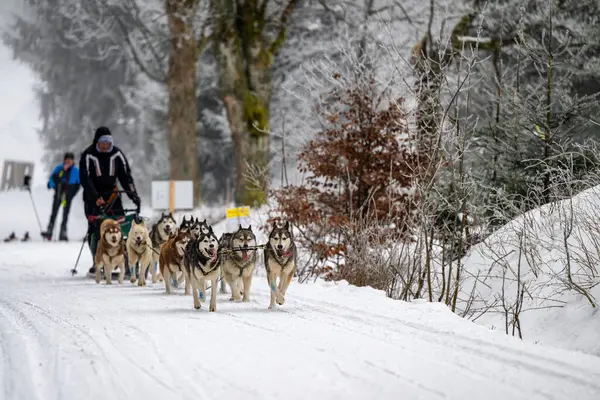 DESTNE, CZECH REPUBLIC - 23 Ocak 2025: Sedivacek 'in kışın dağ manzarasında uzun kızak yarışı. Husky kızak köpek yarışı. Kış köpeği kızak takımı yarışması. 