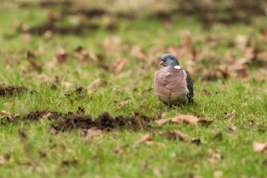 Tahta güvercin (Columba palumbus) çimenlerde yiyecek arıyor