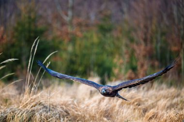 Haliaeetus albicilla, Beyaz Kuyruklu Kartal, arka planda ormanlı yırtıcı kuş.
