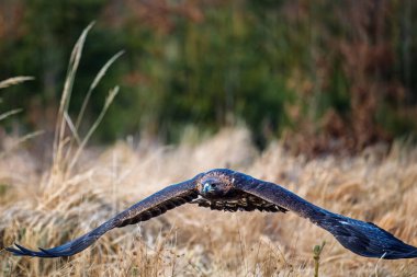 Haliaeetus albicilla, Beyaz Kuyruklu Kartal, arka planda ormanlı yırtıcı kuş.