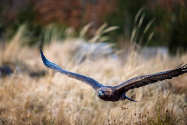 Haliaeetus albicilla, Beyaz Kuyruklu Kartal, arka planda ormanlı yırtıcı kuş.