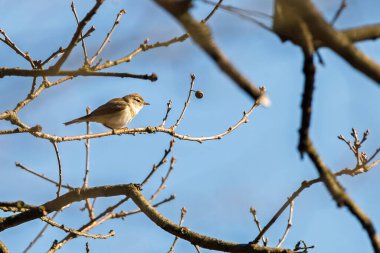 Söğüt bülbülü Phylloscopus trochilus 'un yakın çekimi.