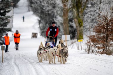 DESTNE, CZECH REPUBLIC - 23 Ocak 2025: Sedivacek 'in kışın dağ manzarasında uzun kızak yarışı. Husky kızak köpek yarışı. Kış köpeği kızak takımı yarışması. 