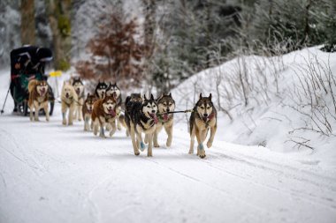 DESTNE, CZECH REPUBLIC - 23 Ocak 2025: Sedivacek 'in kışın dağ manzarasında uzun kızak yarışı. Husky kızak köpek yarışı. Kış köpeği kızak takımı yarışması. 