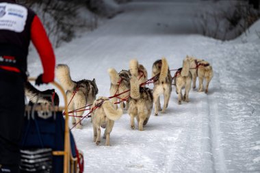 DESTNE, CZECH REPUBLIC - 23 Ocak 2025: Sedivacek 'in kışın dağ manzarasında uzun kızak yarışı. Husky kızak köpek yarışı. Kış köpeği kızak takımı yarışması. 