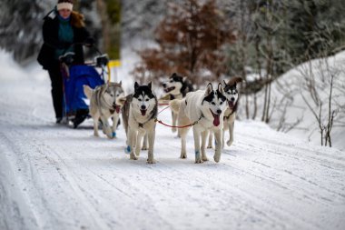 DESTNE, CZECH REPUBLIC - 23 Ocak 2025: Sedivacek 'in kışın dağ manzarasında uzun kızak yarışı. Husky kızak köpek yarışı. Kış köpeği kızak takımı yarışması. 