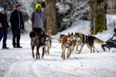 DESTNE, CZECH REPUBLIC - 23 Ocak 2025: Sedivacek 'in kışın dağ manzarasında uzun kızak yarışı. Husky kızak köpek yarışı. Kış köpeği kızak takımı yarışması. 