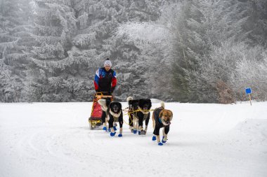 DESTNE, CZECH REPUBLIC - 23 Ocak 2025: Sedivacek 'in kışın dağ manzarasında uzun kızak yarışı. Husky kızak köpek yarışı. Kış köpeği kızak takımı yarışması. 