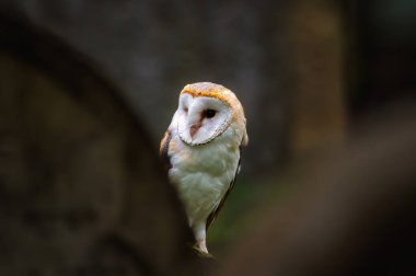 Ahırın beyaz hali, Tyto Alba, eski Yahudi mezarlığında.