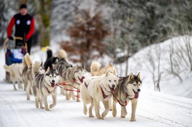 DESTNE, CZECH REPUBLIC - 23 Ocak 2025: Sedivacek 'in kışın dağ manzarasında uzun kızak yarışı. Husky kızak köpek yarışı. Kış köpeği kızak takımı yarışması. 