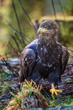 Beyaz kuyruklu Deniz Kartalı 'nın (Haliaeetus albicilla) yakın çekim görüntüsü)