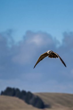 Mavi bulanık gökyüzüne karşı uçan saker bir şahinin (Falco cherrug) yakın çekimi