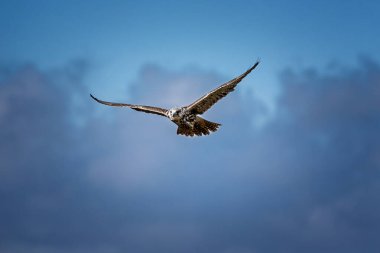Mavi bulanık gökyüzüne karşı uçan saker bir şahinin (Falco cherrug) yakın çekimi