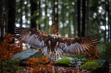 Altın Kartal (Aquila chrysaetos) orman arka planına sahip