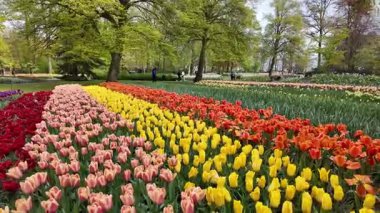Lisse, Hollanda, 24 Nisan 2024. İnsanlar güneşli bir günde Keukenhof Çiçek Bahçesi 'nde, Keukenhof Bahçeleri' nde, Avrupa Bahçesi 'nde, ilkbaharda renkli lalelerin keyfini çıkarıyorlar.