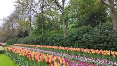 Lisse, Hollanda, 24 Nisan 2024. İnsanlar güneşli bir günde Keukenhof Çiçek Bahçesi 'nde, Keukenhof Bahçeleri' nde, Avrupa Bahçesi 'nde, ilkbaharda renkli lalelerin keyfini çıkarıyorlar.