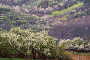 Moravia Tuscany 'de bahar mevsimi, Güney Moravya şarap bölgesi. Svatoborice, Güney Moravya, Çek Cumhuriyeti yakınlarındaki St. Barborkas şapeli manzaralı