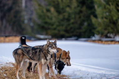 Sedivacek's long, sled dog race in the winter mountain landscape. Husky sled dog racing. Winter dog sport sled team competition. 