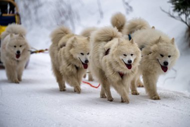 Sedivacek's long, sled dog race in the winter mountain landscape. Husky sled dog racing. Winter dog sport sled team competition. 