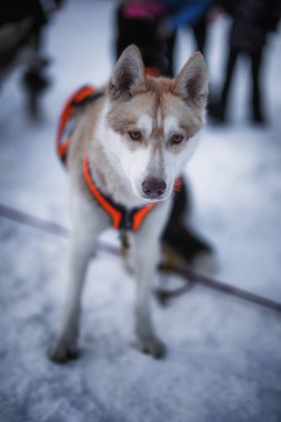 Sedivacek's long, sled dog race in the winter mountain landscape. Husky sled dog racing. Winter dog sport sled team competition. 