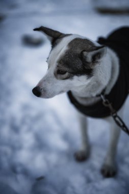 Sedivacek's long, sled dog race in the winter mountain landscape. Husky sled dog racing. Winter dog sport sled team competition. 