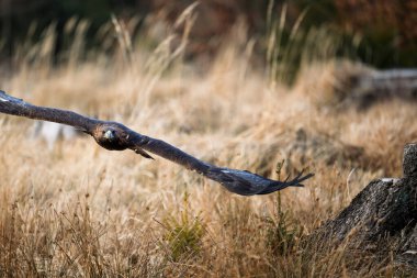 Golden Eagle, aquila chrysaetos, Uçuşta yetişkin erkek 