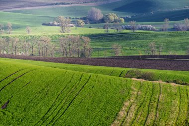 Renkli çizgili tepeleri olan kırsal bahar manzarası. Çek Cumhuriyeti, Güney Moravya 'nın tarım alanlarının yeşil ve kahverengi dalgaları. Doğa arkaplanı ya da doku gibi kullanılabilir