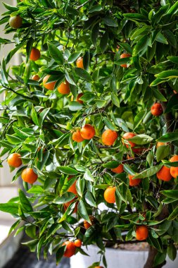 Küçük mandalina ağacı. Fortunella margarita Kumquats