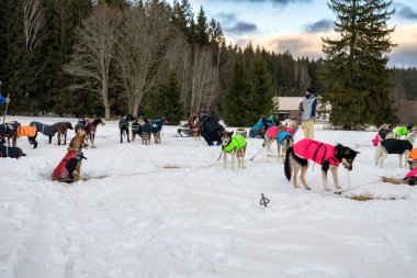 DESTNE, CZECH REPUBLIC - 25 Ocak 2025: Sedivacek 'in kışın dağ manzarasında uzun kızak yarışı. Husky kızak köpek yarışı. Kış köpeği kızak takımı yarışması. 