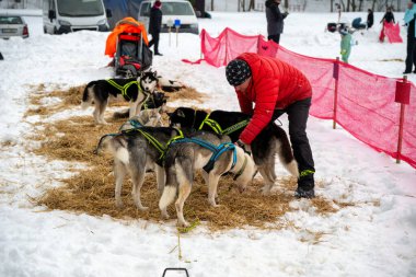 DESTNE, CZECH REPUBLIC - 25 Ocak 2025: Sedivacek 'in kışın dağ manzarasında uzun kızak yarışı. Husky kızak köpek yarışı. Kış köpeği kızak takımı yarışması. 
