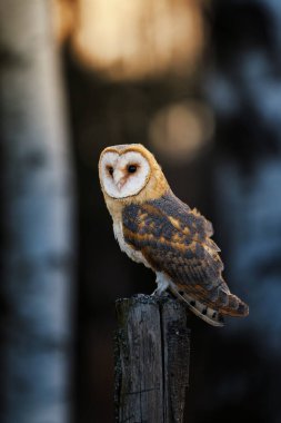 Muhteşem bir Baykuş, Tyto Alba, üreme mevsiminde bir çit direğine tünemiş..