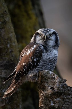 Kuzey şahin baykuşu (Surnia ulula) doğal ortamında