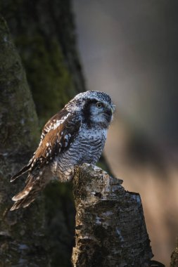 Kuzey şahin baykuşu (Surnia ulula) doğal ortamında