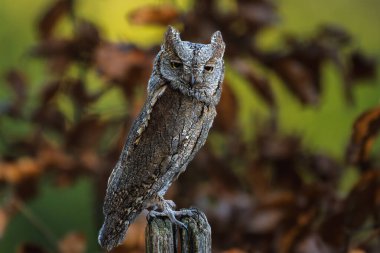 Avrasya baykuşu (Otus scops) - Ormandaki bir dalda baykuş avlıyor