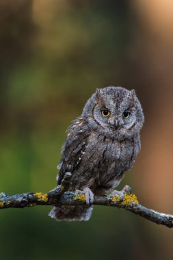 Avrasya baykuşu (Otus scops) - Sonbahar ormanlarında bir dalda baykuş avlıyor
