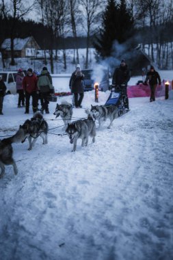 DESTNE, CZECH REPUBLIC - 25 Ocak 2025: Sedivacek 'in kışın dağ manzarasında uzun kızak yarışı. Husky kızak köpek yarışı. Kış köpeği kızak takımı yarışması. 