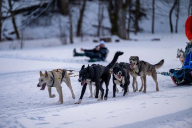Sedivacek's long, sled dog race in the winter mountain landscape. Husky sled dog racing. Winter dog sport sled team competition. 