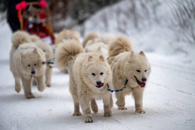 Sedivacek's long, sled dog race in the winter mountain landscape. Husky sled dog racing. Winter dog sport sled team competition. 