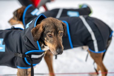 Sedivacek's long, sled dog race in the winter mountain landscape. Husky sled dog racing. Winter dog sport sled team competition. 