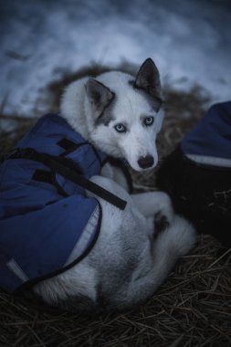 Sedivacek's long, sled dog race in the winter mountain landscape. Husky sled dog racing. Winter dog sport sled team competition. 