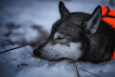 Sedivacek's long, sled dog race in the winter mountain landscape. Husky sled dog racing. Winter dog sport sled team competition. 