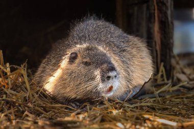 Coypu (Myocastor coypus) veya Nutria - Güney Amerika Kemirgeni